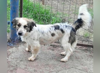 Ju'Ni - Baby unserer Straßenhündin April