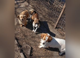 MAI - Baby unserer Straßenhündin April