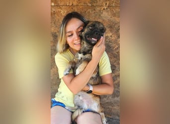 SHOGUN - gerettet aus der Horror Tötung Slatina, Ostern'22