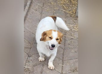 MAI - Baby unserer Straßenhündin April