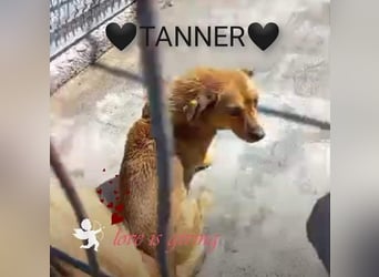 TANNER - gerettet aus Horror Tötung Slatina, Ostern'22 TANNER - gerettet aus Horror Tötung Slatina, Ostern'22