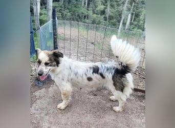 Ju'Ni - Baby unserer Straßenhündin April