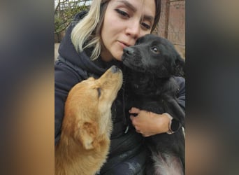 TANNER - gerettet aus Horror Tötung Slatina, Ostern'22