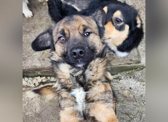 SHOGUN gerettet aus Horror Tötung Slatina, Ostern'22