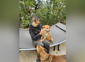 TANNER - gerettet aus Horror Tötung Slatina, Ostern'22 TANNER - gerettet aus Horror Tötung Slatina, Ostern'22