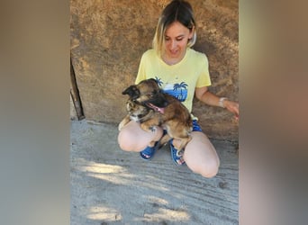 SHOGUN gerettet aus Horror Tötung Slatina, Ostern'22