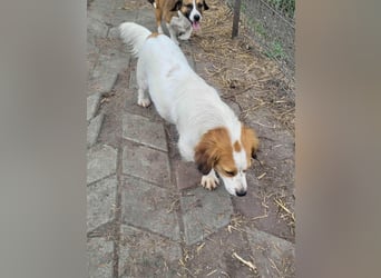 MAI - Baby unserer Straßenhündin April