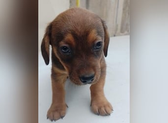 HOPE - kleine Herzensdame