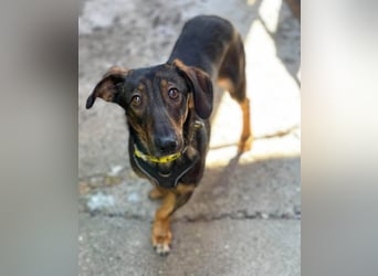 RUFUS - aktiver Hundebub sucht seine Menschen