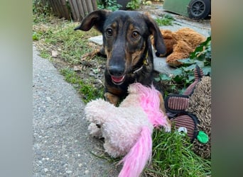 RUFUS - aktiver Hundebub sucht seine Menschen