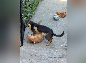 RUFUS - aktiver Hundebub sucht seine Menschen
