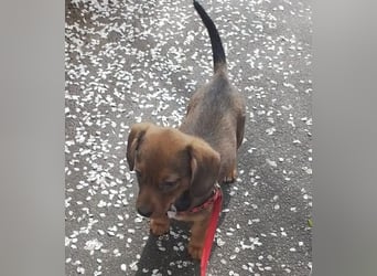 HOPE - kleine Herzensdame