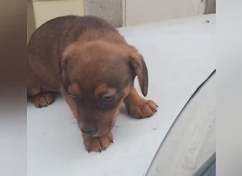 HOPE - kleine Herzensdame