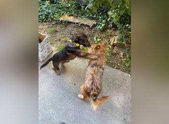 RUFUS - aktiver Hundebub sucht seine Menschen