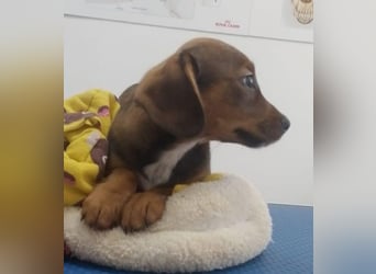 HOPE - kleine Herzensdame