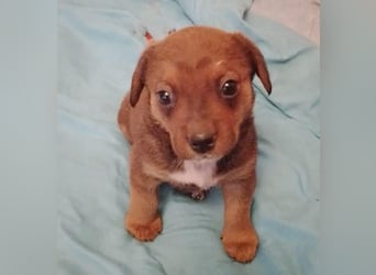 HOPE - kleine Herzensdame