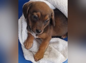 HOPE - kleine Herzensdame