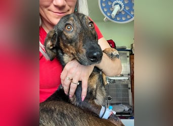 RUFUS - aktiver Hundebub sucht seine Menschen