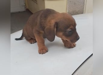 HOPE - kleine Herzensdame