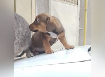 HOPE - kleine Herzensdame