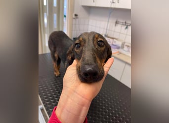 RUFUS - aktiver Hundebub sucht seine Menschen