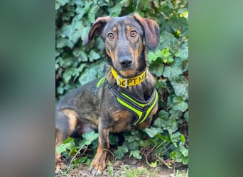 RUFUS - aktiver Hundebub sucht seine Menschen