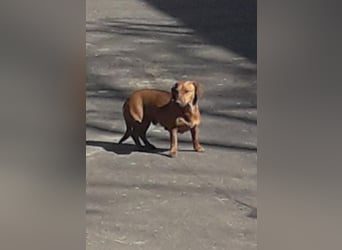 HOPE - kleine Herzensdame