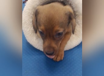 HOPE - kleine Herzensdame