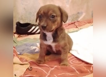 HOPE - kleine Herzensdame