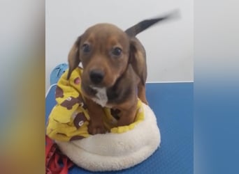 HOPE - kleine Herzensdame