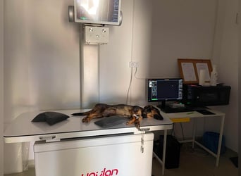 RUFUS - aktiver Hundebub sucht seine Menschen