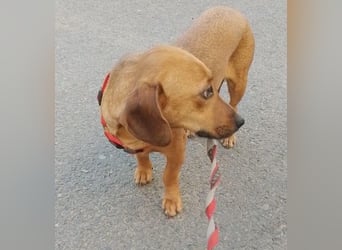 HOLLY - sucht ihren sicheren Hafen