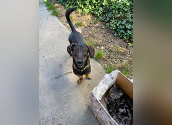 RUFUS - aktiver Hundebub sucht seine Menschen