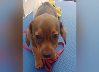 HOPE - kleine Herzensdame