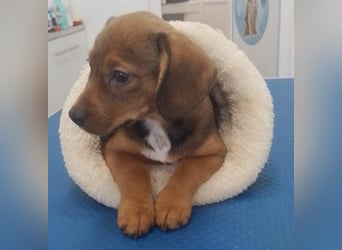 HOPE - kleine Herzensdame