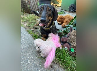 RUFUS - aktiver Hundebub sucht seine Menschen