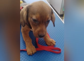 HOPE - kleine Herzensdame