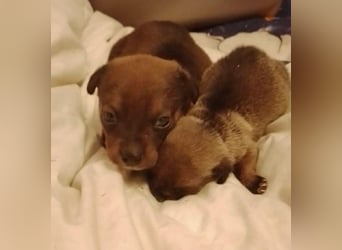 HOPE - kleine Herzensdame