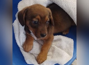 HOPE - kleine Herzensdame