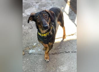 RUFUS - aktiver Hundebub sucht seine Menschen