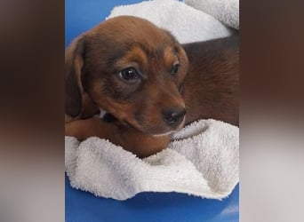 HOPE - kleine Herzensdame