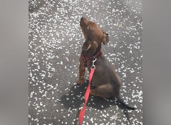 HOPE - kleine Herzensdame