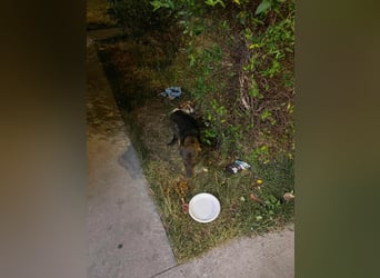 RUFUS - aktiver Hundebub sucht seine Menschen