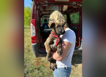 Giovanni, sensibler Mali-Dackelmix, ca. 6 Monate, ca. 35cm, ca. 13kg