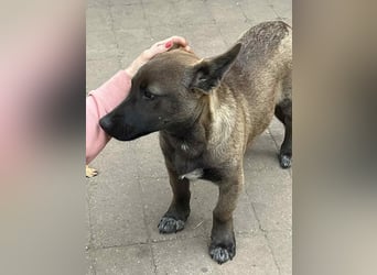 Giovanni, sensibler Mali-Dackelmix, ca. 6 Monate, ca. 35cm, ca. 13kg