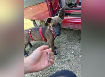 Giovanni, sensibler Mali-Dackelmix, ca. 6 Monate, ca. 35cm, ca. 13kg