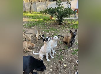 Giovanni, sensibler Mali-Dackelmix, ca. 6 Monate, ca. 35cm, ca. 13kg