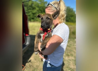 Giovanni, sensibler Mali-Dackelmix, ca. 6 Monate, ca. 35cm, ca. 13kg