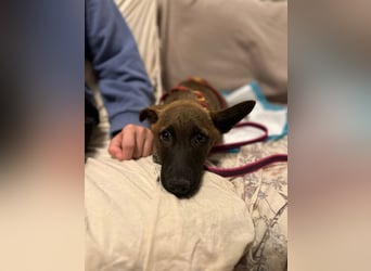 Giovanni, sensibler Mali-Dackelmix, ca. 6 Monate, ca. 35cm, ca. 13kg