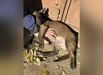 Giovanni, sensibler Mali-Dackelmix, ca. 6 Monate, ca. 35cm, ca. 13kg